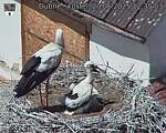 Capi_Dubne_20250620_123503.jpg