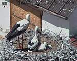 Capi_Dubne_20250620_125503.jpg