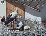 Capi_Dubne_20250620_130003.jpg