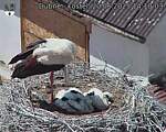 Capi_Dubne_20250620_141003.jpg