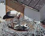 Capi_Dubne_20250620_141503.jpg
