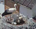 Capi_Dubne_20250620_142502.jpg