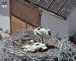 Capi_Dubne_20250620_145003.jpg