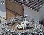 Capi_Dubne_20250620_150003.jpg