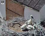 Capi_Dubne_20250620_153003.jpg