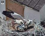 Capi_Dubne_20250620_153503.jpg