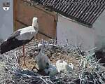 Capi_Dubne_20250620_160503.jpg