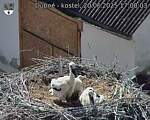 Capi_Dubne_20250620_170003.jpg