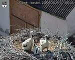 Capi_Dubne_20250620_170503.jpg