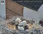 Capi_Dubne_20250620_185002.jpg