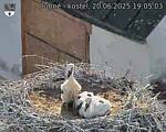 Capi_Dubne_20250620_190503.jpg