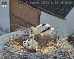 Capi_Dubne_20250620_193004.jpg