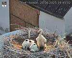 Capi_Dubne_20250620_194502.jpg