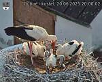Capi_Dubne_20250620_200002.jpg