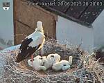 Capi_Dubne_20250620_202003.jpg