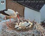 Capi_Dubne_20250620_203002.jpg