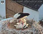 Capi_Dubne_20250620_203504.jpg