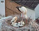 Capi_Dubne_20250620_210003.jpg