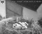 Capi_Dubne_20250620_214003.jpg
