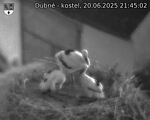 Capi_Dubne_20250620_214502.jpg