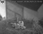 Capi_Dubne_20250620_215502.jpg