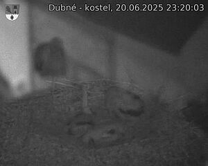 Capi_Dubne_20250620_232003.jpg (1350 x 1080)