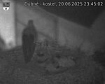Capi_Dubne_20250620_234502.jpg