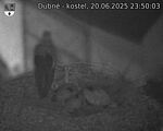Capi_Dubne_20250620_235003.jpg