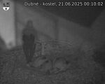 Capi_Dubne_20250621_001002.jpg