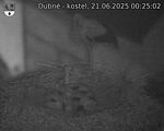 Capi_Dubne_20250621_002502.jpg