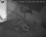 Capi_Dubne_20250621_004503.jpg
