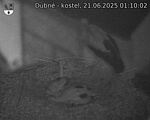 Capi_Dubne_20250621_011002.jpg