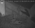 Capi_Dubne_20250621_013003.jpg