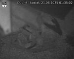 Capi_Dubne_20250621_013502.jpg