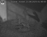 Capi_Dubne_20250621_014003.jpg