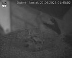 Capi_Dubne_20250621_014502.jpg