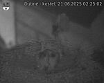 Capi_Dubne_20250621_022502.jpg