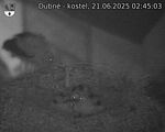Capi_Dubne_20250621_024503.jpg