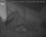Capi_Dubne_20250621_025002.jpg