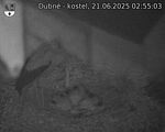 Capi_Dubne_20250621_025503.jpg