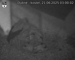 Capi_Dubne_20250621_030002.jpg