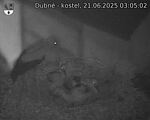 Capi_Dubne_20250621_030502.jpg