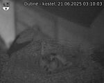 Capi_Dubne_20250621_031003.jpg