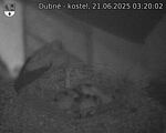 Capi_Dubne_20250621_032002.jpg