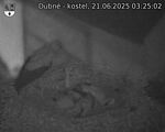 Capi_Dubne_20250621_032502.jpg