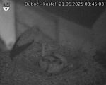 Capi_Dubne_20250621_034503.jpg
