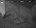 Capi_Dubne_20250621_035502.jpg