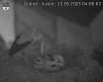 Capi_Dubne_20250621_040002.jpg