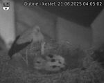 Capi_Dubne_20250621_040502.jpg