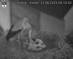 Capi_Dubne_20250621_041002.jpg